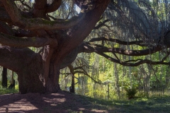 Chatenay-Malabry-Arboretum-de-la-Vallee-aux-Loups-4
