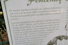 Fontenay-aux-roses-Histoire-des-Roses-1