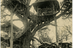 Le-Plessis-Robinson-Le-vrai-arbre
