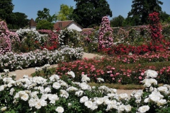 L_Hay-les-Roses-Roseraie-10