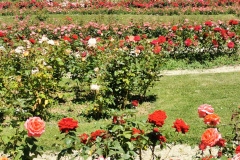 L_Hay-les-Roses-Roseraie-13