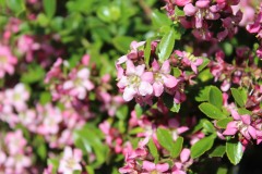 Antony-Fleurs-4