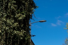 Thiais-Nature-1