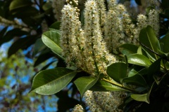Thiais-Nature-2